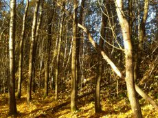 Herbstwald am Pfahl